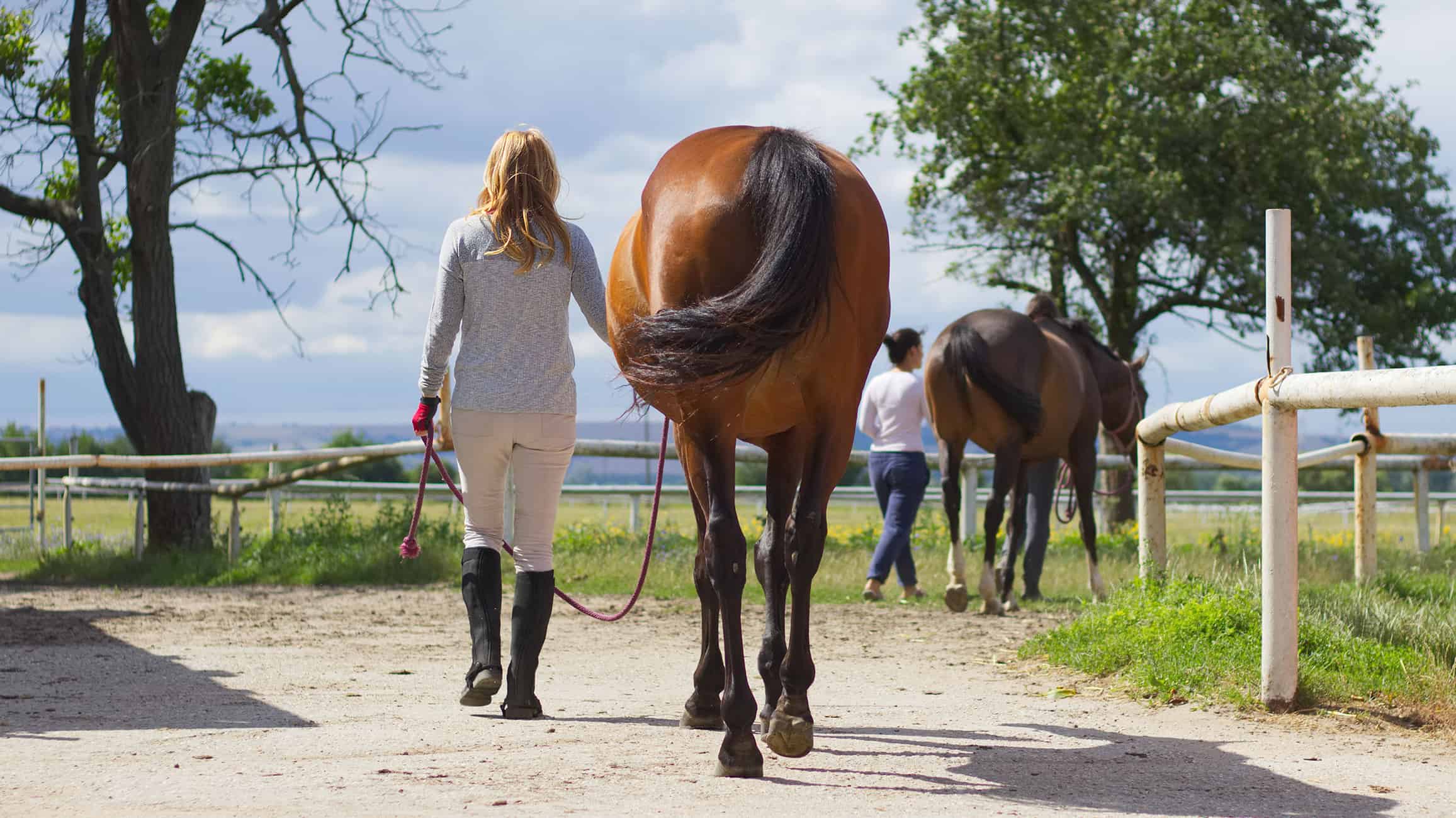 Tierhalterhaftpflichtversicherung Fallbeispiel: Pferd schlägt aus