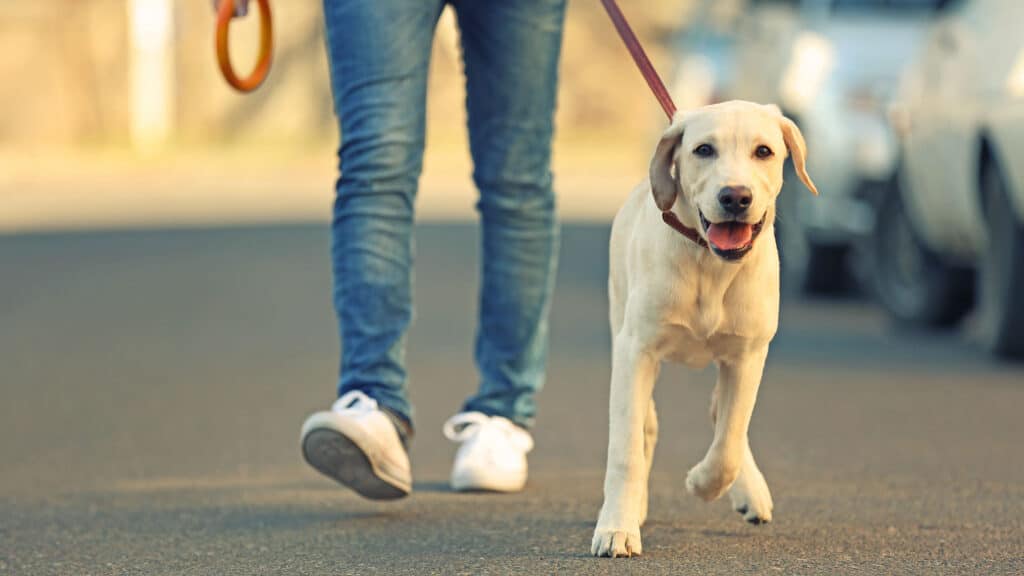 Tierhalterhaftpflichtversicherung Fallbeispiel: Spaziergang mit Hund